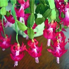 Close up of a blooming Christmas cactus