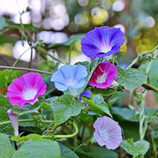 Morning glory flowers