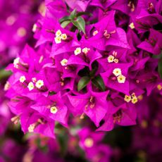 Bright magenta bougainvillea bracts with small white flowers at the centre, showcasing the plant&rsquo;s vivid summer display.