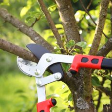 pruning tree branch