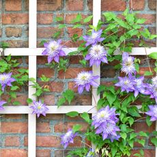 Purple clematis flowers on vine climbing a trellis
