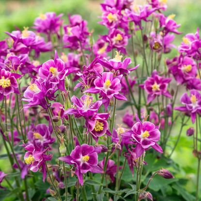 columbine plants with deep pink flowers